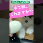 まるちゃん大好物part②#ビションフリーゼ #癒し #卵レシピ #かわいい犬