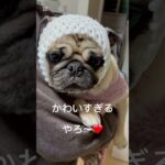 フルーツネットチャレンジ💪 #pug #パグ #癒し #dog #犬のいる生活 #mypug #可愛い #パグ大好き