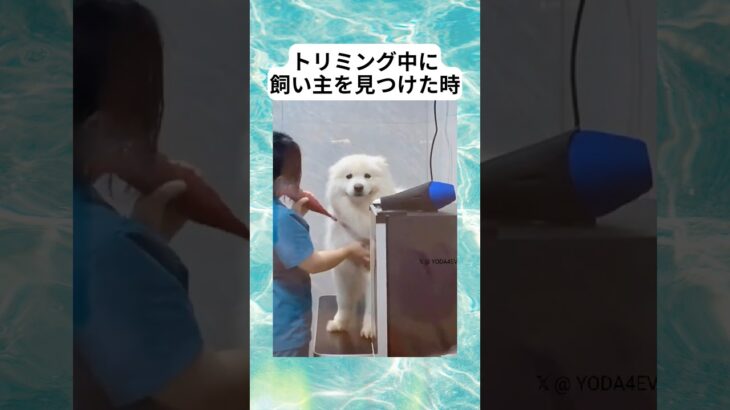 トリミング中に飼い主を見つけたワンコ#犬 #面白い #おもしろ #動物 #ショート #shorts