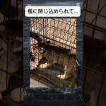 檻に閉じ込められてもがく犬❤️#おもしろ動画 #shorts