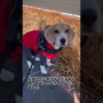 お散歩中足が止まったので　#shorts  #beagle  #ビーグル　#犬　#いぬのいる生活