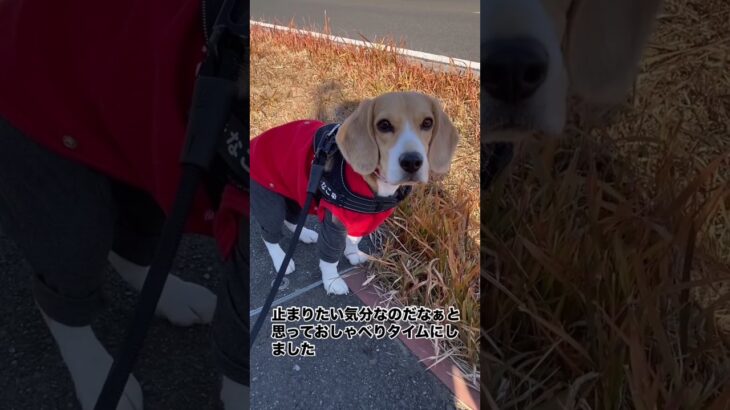 お散歩中足が止まったので　#shorts  #beagle  #ビーグル　#犬　#いぬのいる生活