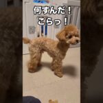 トイプードルの日常⑤#トイプードル #shorts #子犬 #dog #かわいい犬