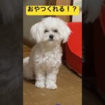 おやつですか！？# #犬 #癒し #マルチーズ #ニコ #可愛い #犬のいる生活 #動物 #shortvideo #shorts #おやつタイム #ナイトルーティン