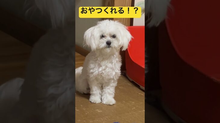 おやつですか！？# #犬 #癒し #マルチーズ #ニコ #可愛い #犬のいる生活 #動物 #shortvideo #shorts #おやつタイム #ナイトルーティン