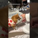 おやつを奪おうとする犬が面白い😂　#犬　#おもしろ #多頭飼い #犬のいる暮らし #かわいい犬