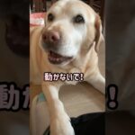 動けない #ラブラドールレトリバー #保護犬 #大型犬のいる生活 #癒し