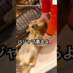 眠たい柴犬が可愛すぎる😂　#柴犬　#犬　#子犬　#かわいい犬 #かわいい