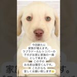 ご報告です。家族が増えます。 #犬のいる生活 #癒し #可愛い #ラブラドールレトリバー