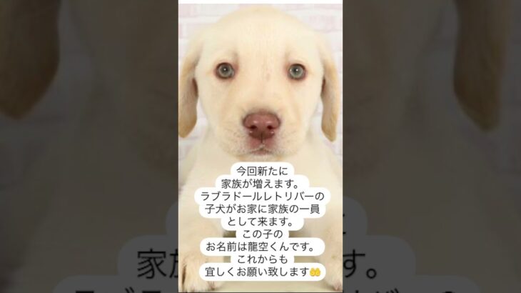 ご報告です。家族が増えます。 #犬のいる生活 #癒し #可愛い #ラブラドールレトリバー