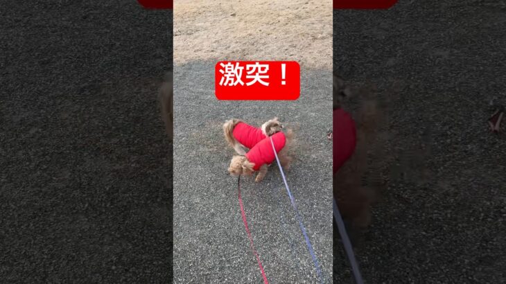 【ハプニング映像】トイプーとシーズーがまさかの衝突！#トイプードル#シーズー#愛犬#お散歩#ハプニング