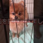 #いぬ #犬 #癒し #癒しわんこ #かわいい #かわいい犬 #ずっとくるくる回る犬