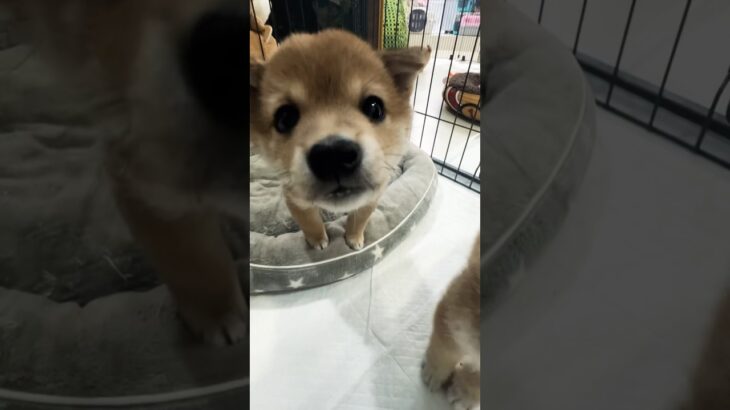 【豆柴子犬】カメラ目線で興味津々な可愛い子犬ちゃん🐶😍✨