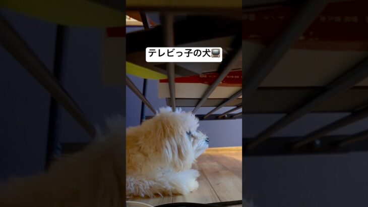 テレビ見てくつろいでるんだけど普通？ #かわいい犬 #可愛い #ふわふわ犬 #トイプードル #マルプー #癒し #動物 #もふもふ #天才犬 ？ #わんこ #子犬 #パピー