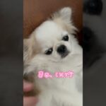 パパのオナラに激おこ犬😡#ペキチワ #チワワ #ペキニーズ #おもしろ #いぬ