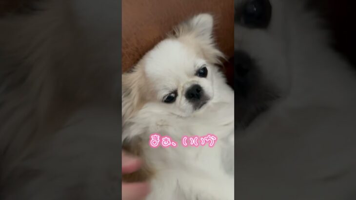 パパのオナラに激おこ犬😡#ペキチワ #チワワ #ペキニーズ #おもしろ #いぬ