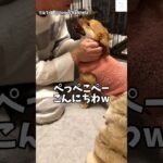 爆笑‼️父ちゃんと『ぺっぺこぺー』のやりとりが面白すぎる　#おもしろ　#犬　#かわいい犬 #犬のいる暮らし #面白い