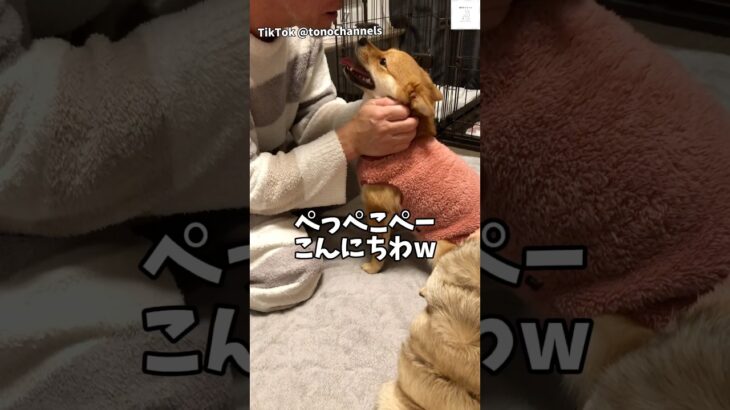 爆笑‼️父ちゃんと『ぺっぺこぺー』のやりとりが面白すぎる　#おもしろ　#犬　#かわいい犬 #犬のいる暮らし #面白い