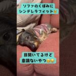 目開けてるだけ #ダックス #可愛い #眠る #癒し #ペット #犬 #おやすみ