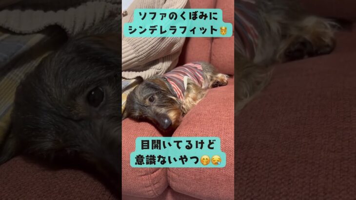 目開けてるだけ #ダックス #可愛い #眠る #癒し #ペット #犬 #おやすみ