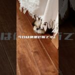 vol4 ヤブ医者 #シーズー #犬のいる生活 #可愛い #shihtzu #おもしろ#おもしろ犬動画 #ひろゆきボイス